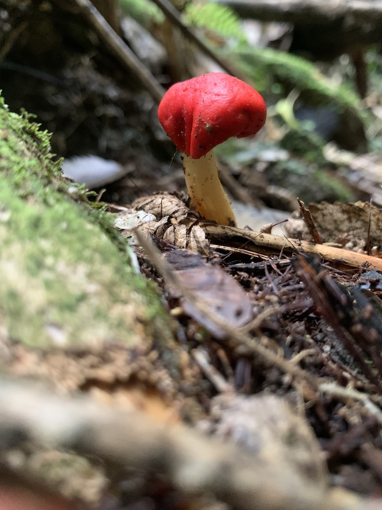 Leratiomyces erythrocephalus · June 2025 · photo: © esthercocker_ (iNaturalist, cc0)