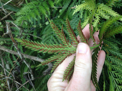 Asplenium appendiculatum maritimum