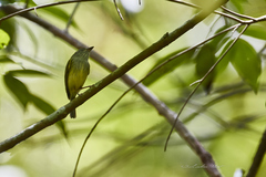 Oncostoma cinereigulare