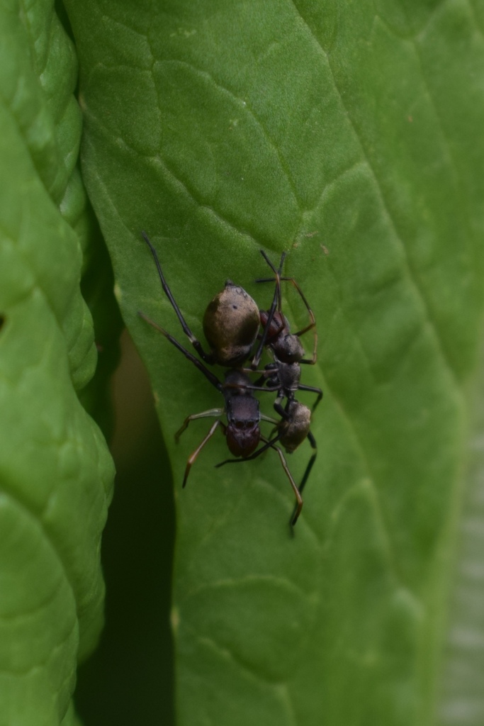 Myrmarachne prava