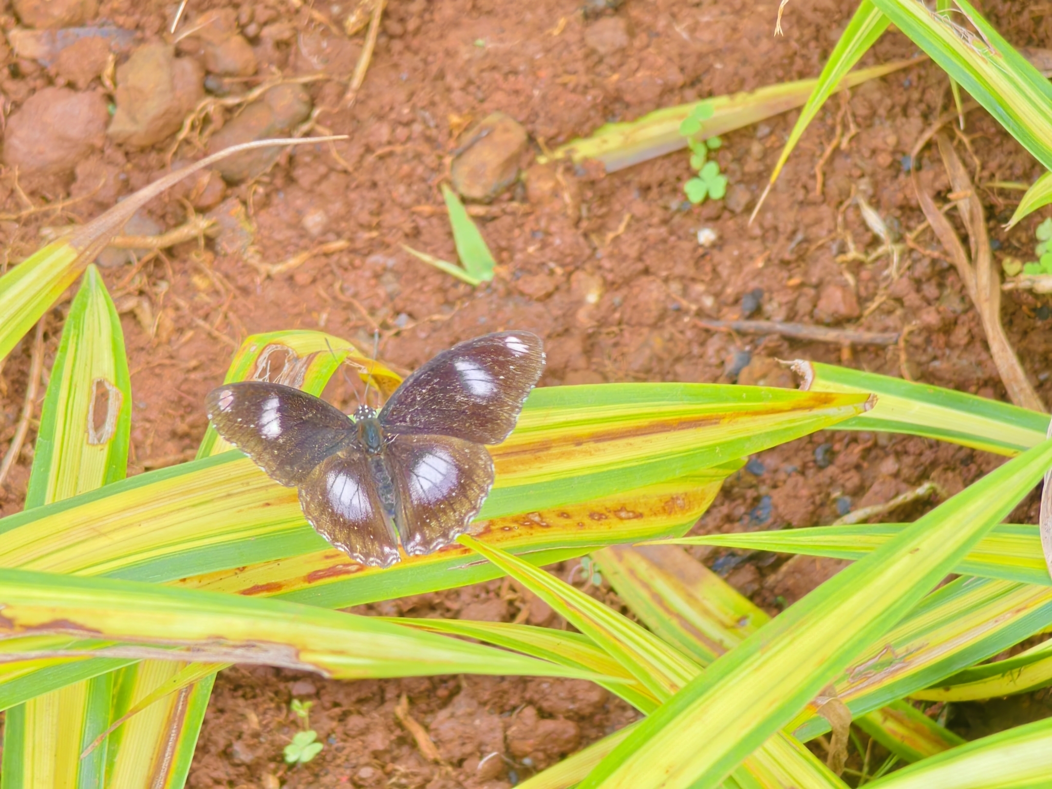 Great Eggfly