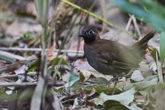 Formicarius moniliger