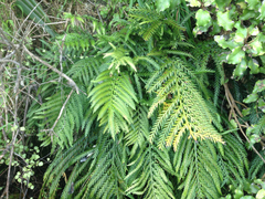 Asplenium appendiculatum maritimum