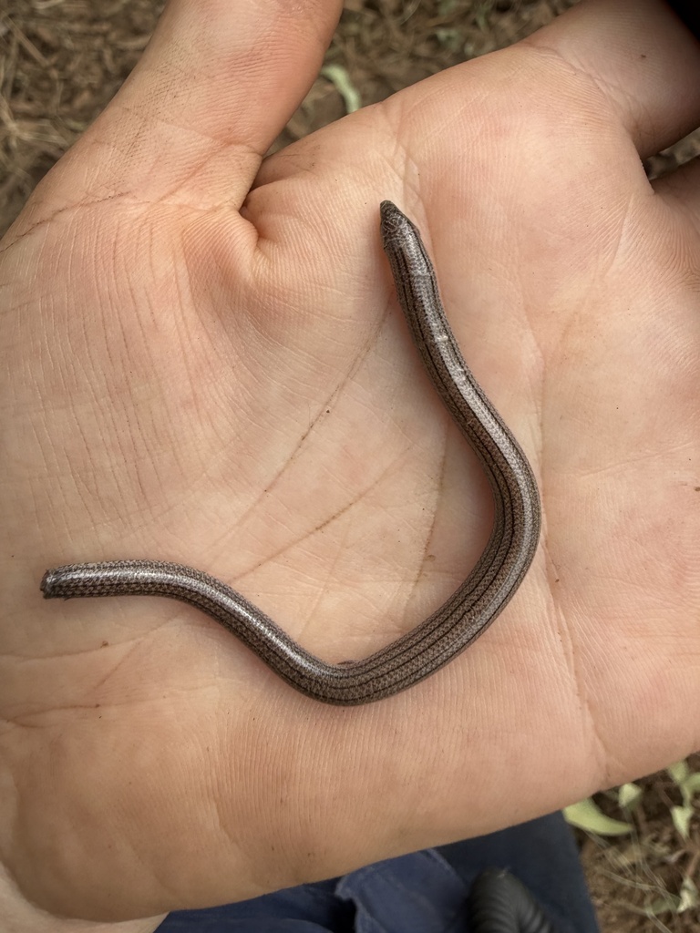Lesser Robust Fine-Lined Slider