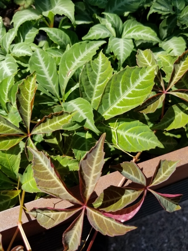 Parthenocissus henryana, photograph 3