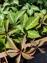 Henry Taylor, CC BY, iNaturalist via GBIF Parthenocissus henryana, photograph Henry Taylor, CC BY, iNaturalist via GBIF