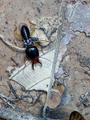 Macrotermes carbonarius