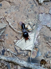 Macrotermes carbonarius