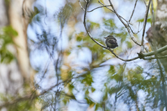 Empidonax flaviventris