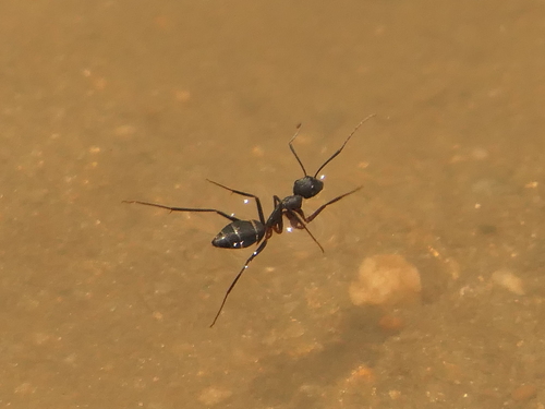 Indian Black Ant (Camponotus compressus)