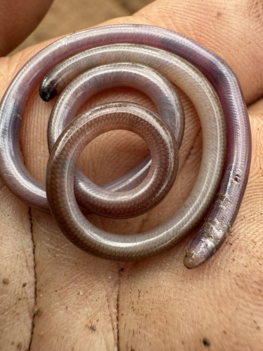 Top End Blind Snake