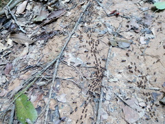 Macrotermes carbonarius