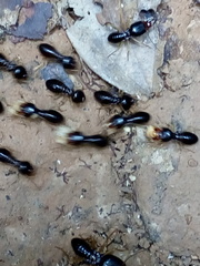 Macrotermes carbonarius