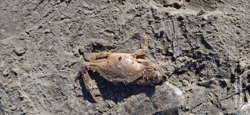 Three-spotted Swimmer Crab