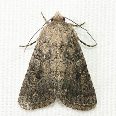 Protorthodes alfkenii