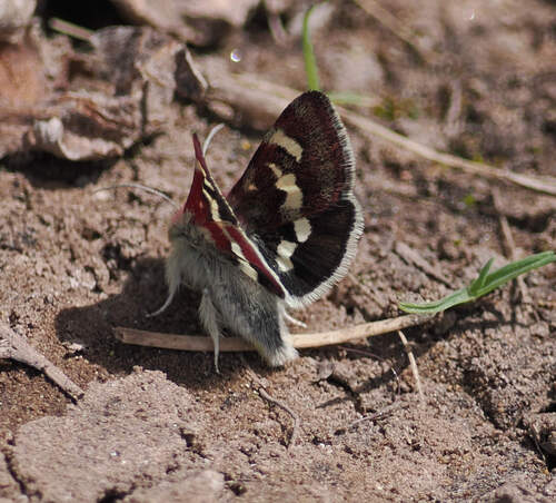 White-spotted Midget photo 3