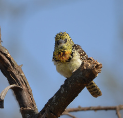 Trachyphonus darnaudii usambiro