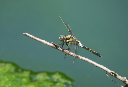 Orthetrum aberrans