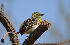 Trachyphonus darnaudii usambiro