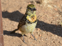 Trachyphonus darnaudii usambiro