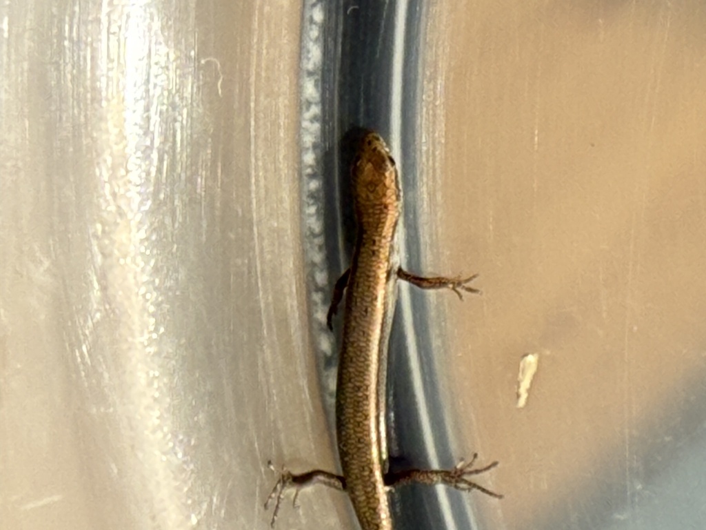 Common Dwarf Skink