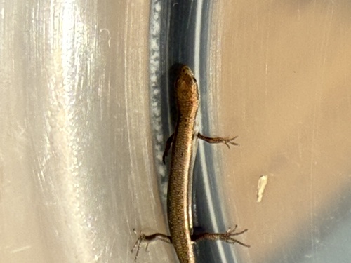 Common Dwarf Skink