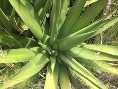 Agave angustiarum