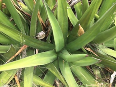 Agave angustiarum