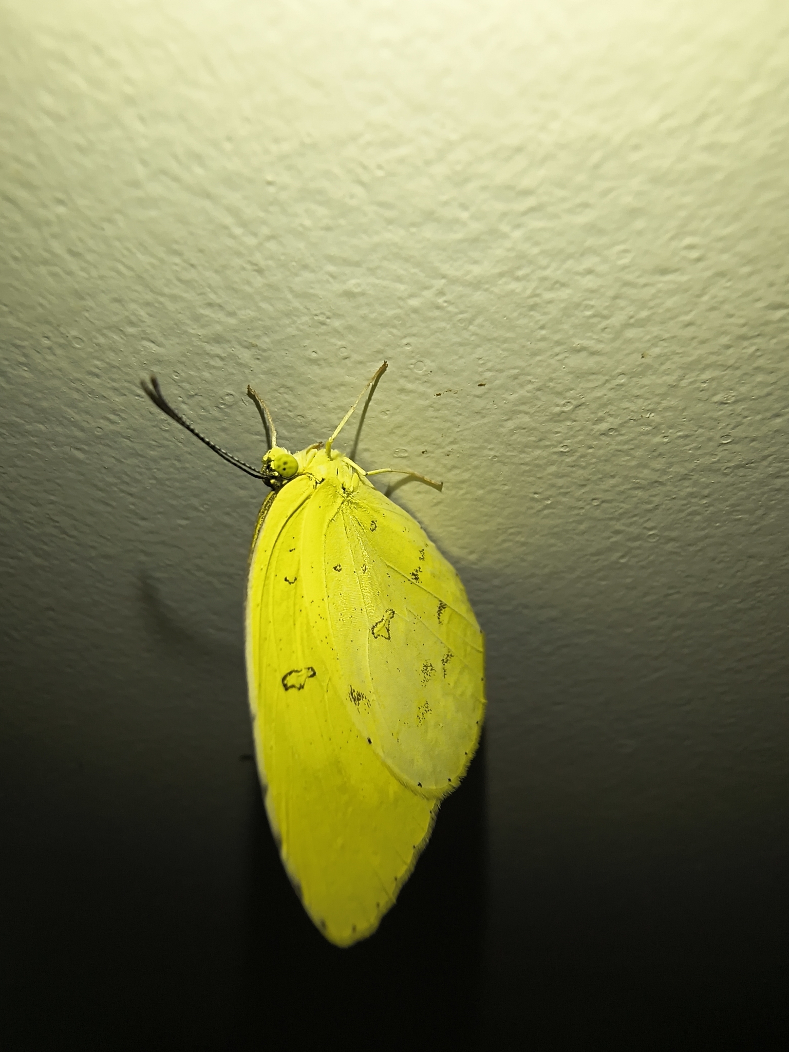 Common Grass Yellow