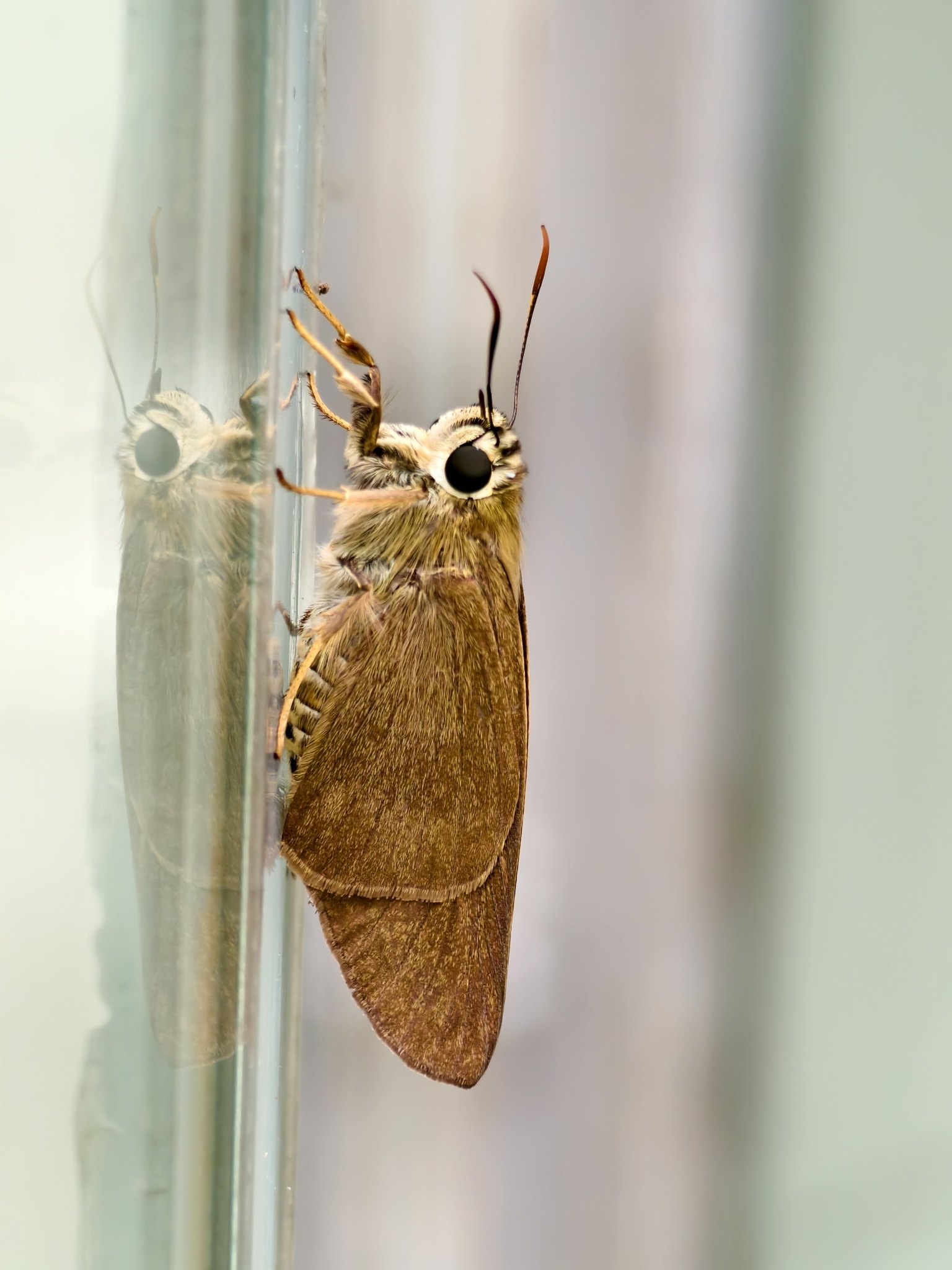 Brown Awl