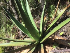 Agave convallis