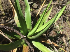 Agave convallis