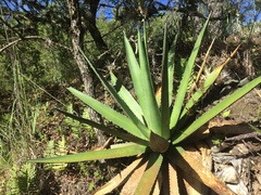 Agave convallis