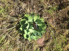 Agave nuusaviorum