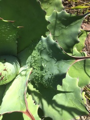 Agave nuusaviorum