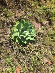 Agave nuusaviorum