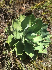 Agave nuusaviorum