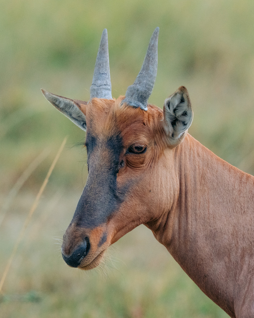 Damaliscus lunatus jimela, Mara, Kenya, by tobin_sparling