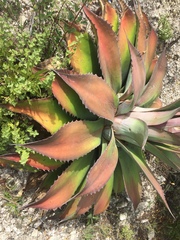 Agave nuusaviorum