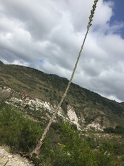 Agave nuusaviorum