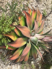 Agave nuusaviorum