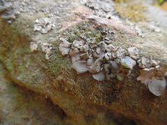 Dermatocarpon luridum