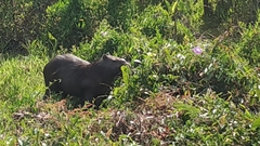 Hydrochoerus hydrochaeris