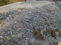 Dermatocarpon luridum