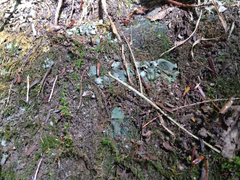 Dermatocarpon luridum