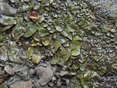 Dermatocarpon luridum