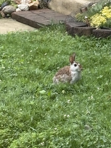 Eastern Cottontail photographed in Maryland