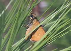 Hesperia meskei