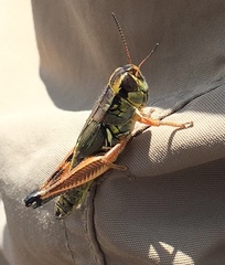 Phoetaliotes nebrascensis