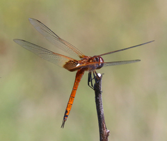 Tramea insularis